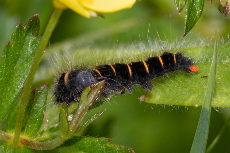 Fox Moth Caterpillar - early stage 06/07/19.jpg