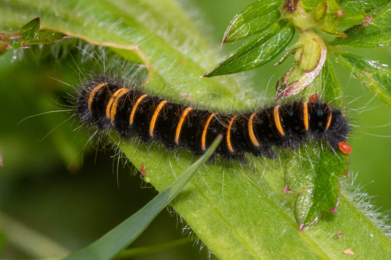 Fox Moth Caterpillar - early stage 06/07/19 #2.jpg