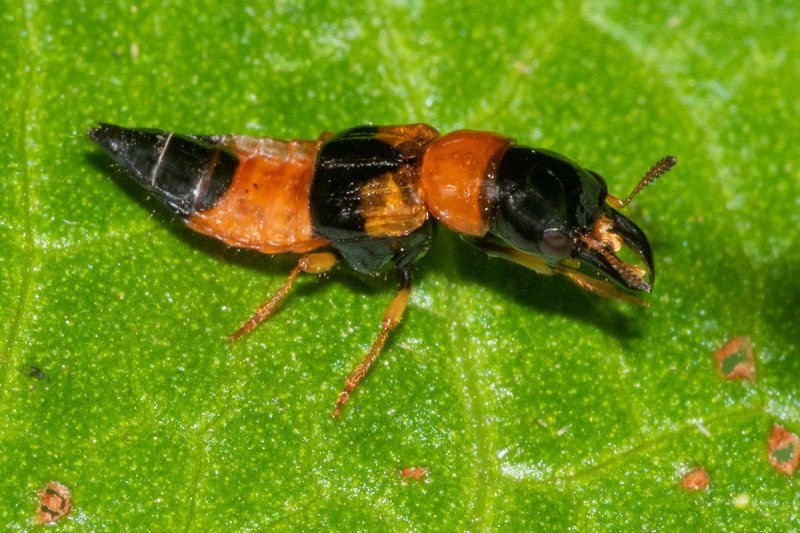 Rove Beetle - Oxyporus rufus 12/07/19.jpg