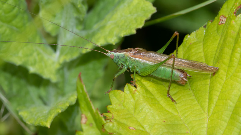 Long-winged - Conehead Conocephalus fuscus 27/07/19.jpg