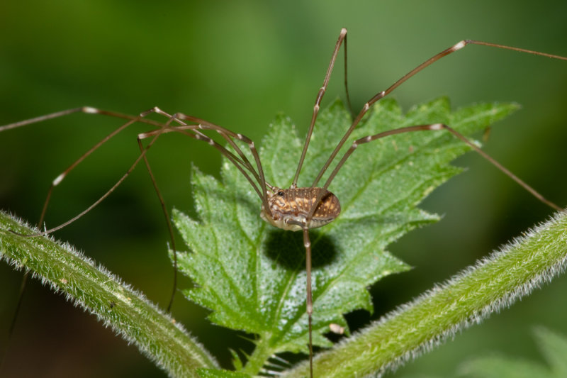 Harvestman - Leiobunum rotundum f 14/07/19.jpg
