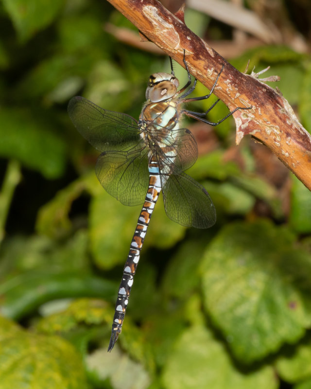 Migrant Hawker - Aeshna mixta m 29/07/19 side.jpg