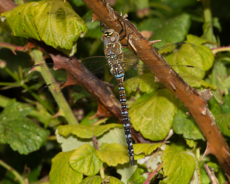 Migrant Hawker - Aeshna mixta m 29/07/19 top.jpg