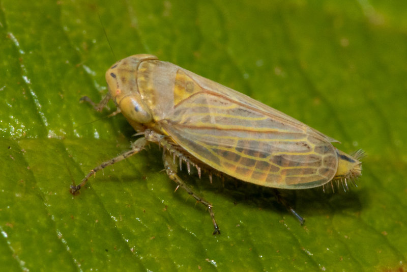 Leafhopper - Conosanus obsoletus poss 28/07/19.jpg