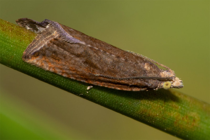 Micro Moth - Lathronympha strigana 28/07/19.jpg
