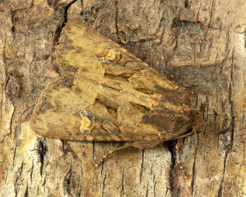 Variation of Common Rustic Moth agg 31/07/19.jpg