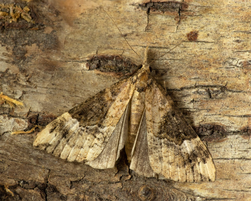 Bloxworth Snout Moth - Hypena obsitalis 31/07/19.jpg