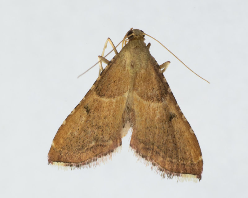 Rosy Tabby Moth - Endotricha flammealis 31/07/19.jpg