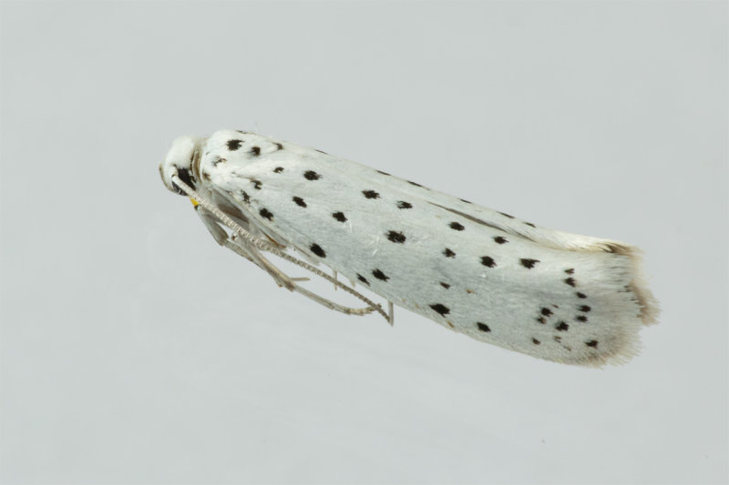 Micro Moth - Bird-cherry Ermine - Yponomeuta evonymella 03/08/19.jpg