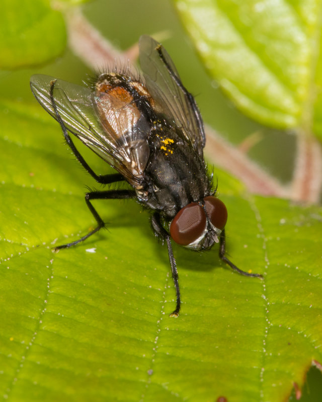Face Fly - Musca autumnalis 07/08/19.jpg