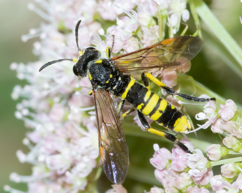 Sawfly - Tenthredo marginella male 07/08/19.jpg