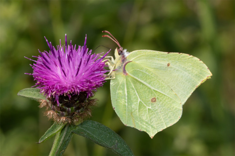 Week 30 - Brimstone on Knapweed.jpg