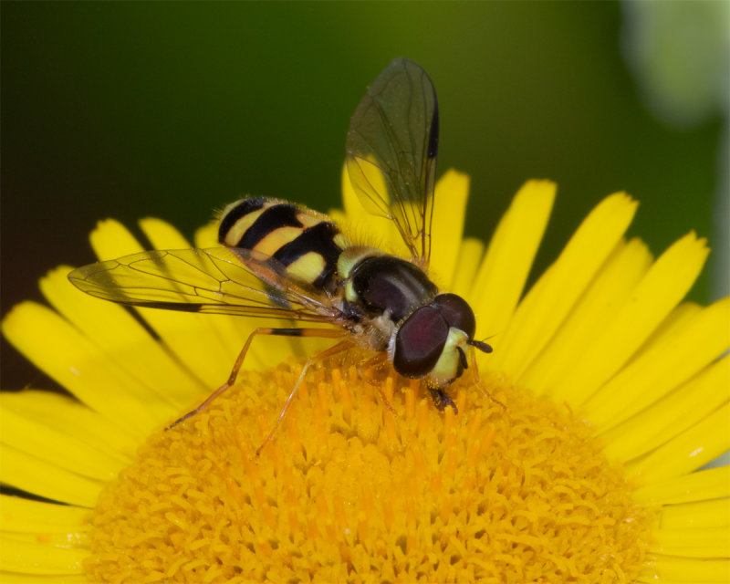Week 30 - Dasysyrphus albostriatus on Fleabane.jpg
