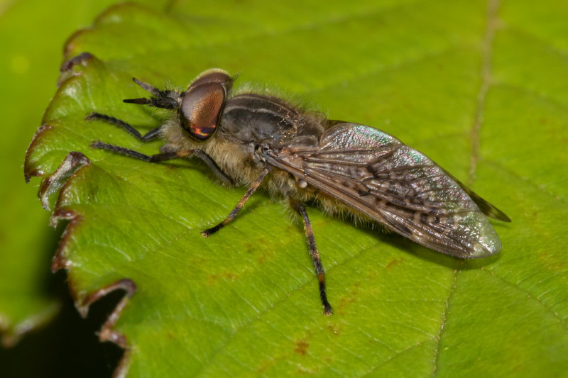 Notch-horned Cleg Horsefly - Haematopota pluvialis male 12/08/19.jpg