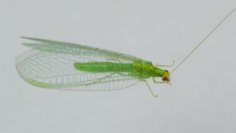Lacewing - Dichochrysa flavifrons 13/08/19.jpg