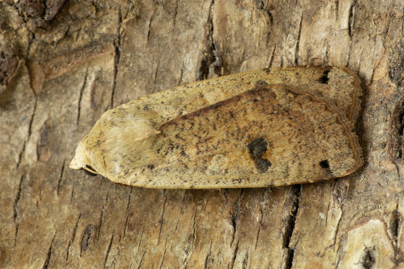 Large Yellow Underwing Moth - Noctua pronuba variation 13/09/19.jpg