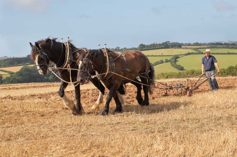 Horses Ploughing #1.jpg