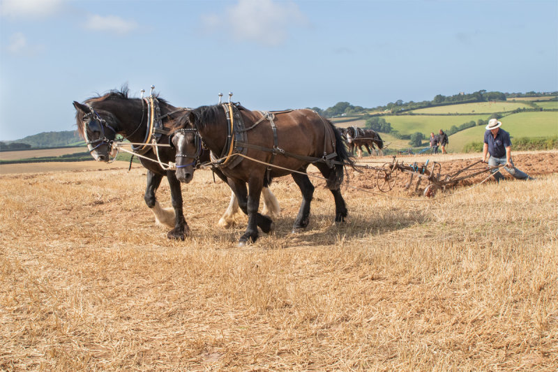 Horses Ploughing #2.jpg