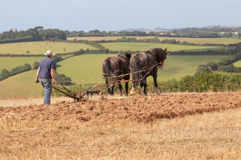 Horses Ploughing #3.jpg