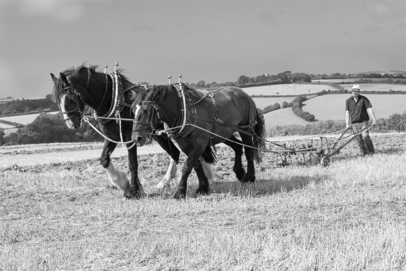 Horses Ploughing B&W #1.jpg
