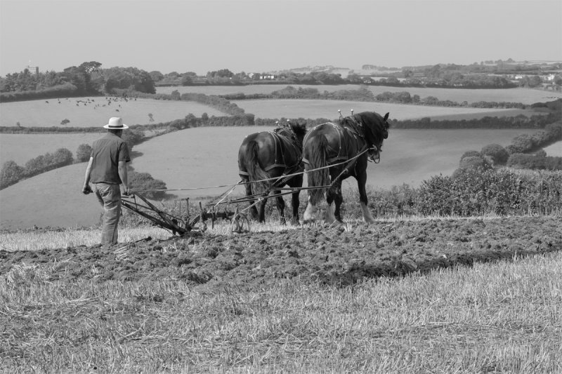 Horses Ploughing B&W #2.jpg