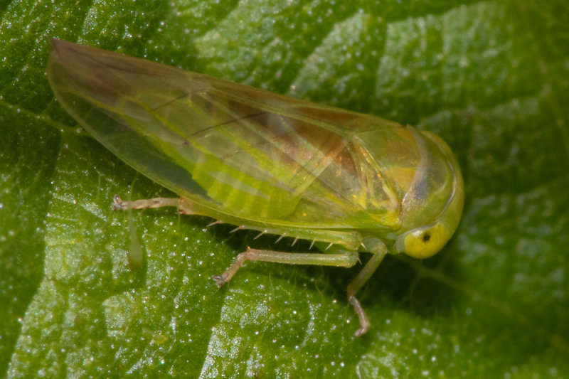 unid_leafhopper_130819.jpg