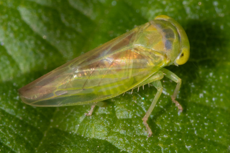 unid_leafhopper_130819_2.jpg