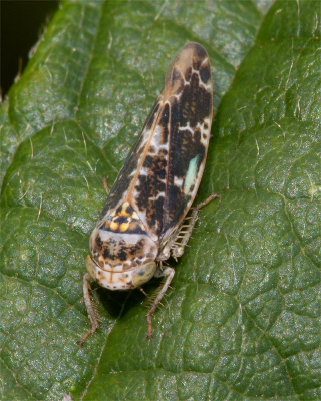 Leafhopper - Allygus mixtus probably 19/08/19.jpg