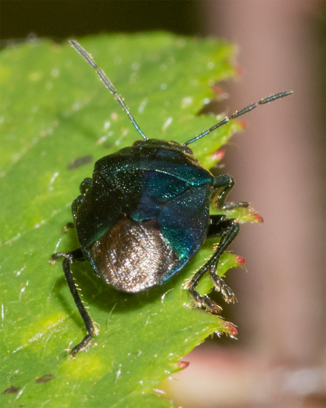 Blue Shieldbug - Zicrona caerula 22/08/19 top.jpg