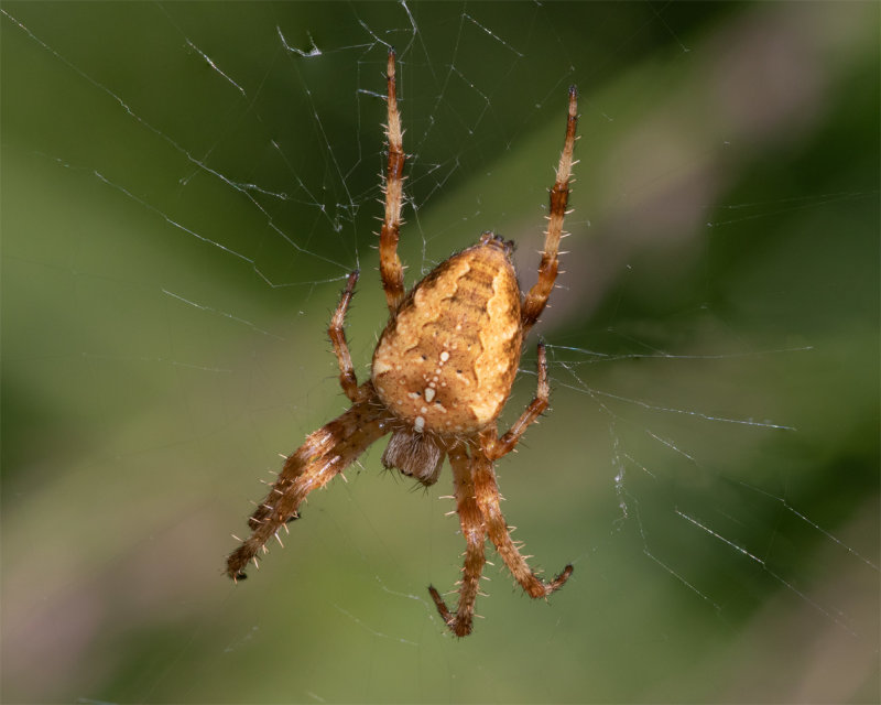 Garden Spider - Araneus diadematus 24/08/19.jpg