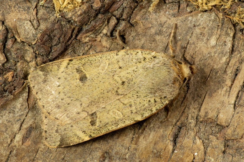 Lesser Yellow Underwing Moth 29/08/19.jpg