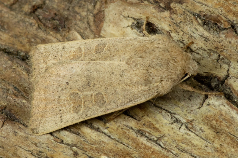 Rustic Moth 29/08/19.jpg