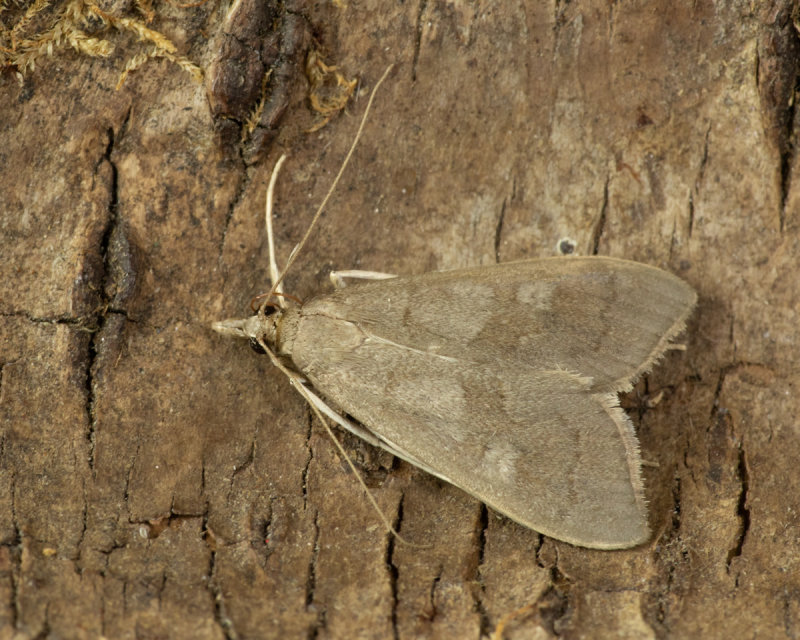 Madder Pearl Moth - Mecyna asinalis 29/08/19.jpg