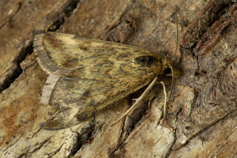 Micro Moth - Pyraustra despicata 25/08/19.jpg