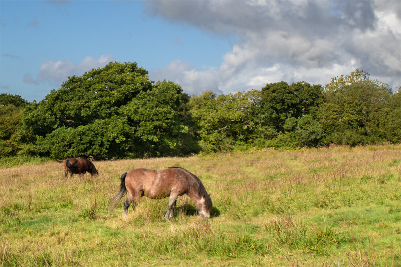 Week 33 - Dartmoor Ponies at Andrews Wood.jpg