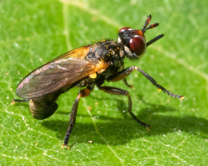 Thecophora fulvipes 01/09/19.jpg