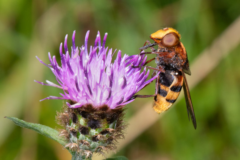 Volucella zonaria f on Knapweed 18/08/19.jpg