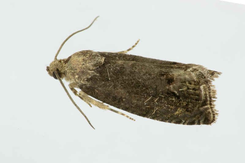 Micro Moth - Cydia splendana dark form 05/09/19.jpg