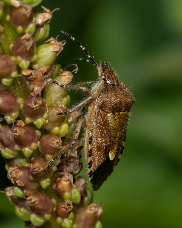 Hairy Shieldbug - Dolycoris baccarum 03/09/19.jpg