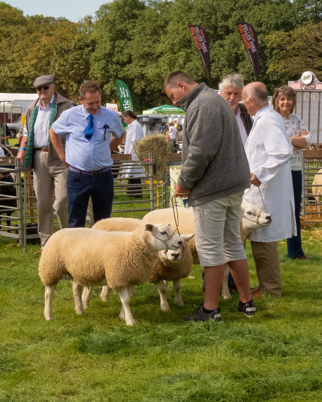 Week 36 - Kingsbridge Show - Sheep Judging.jpg