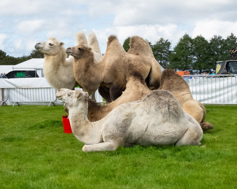 Week 36 - Kingsbridge Show - Looks like sheep on steroids.jpg