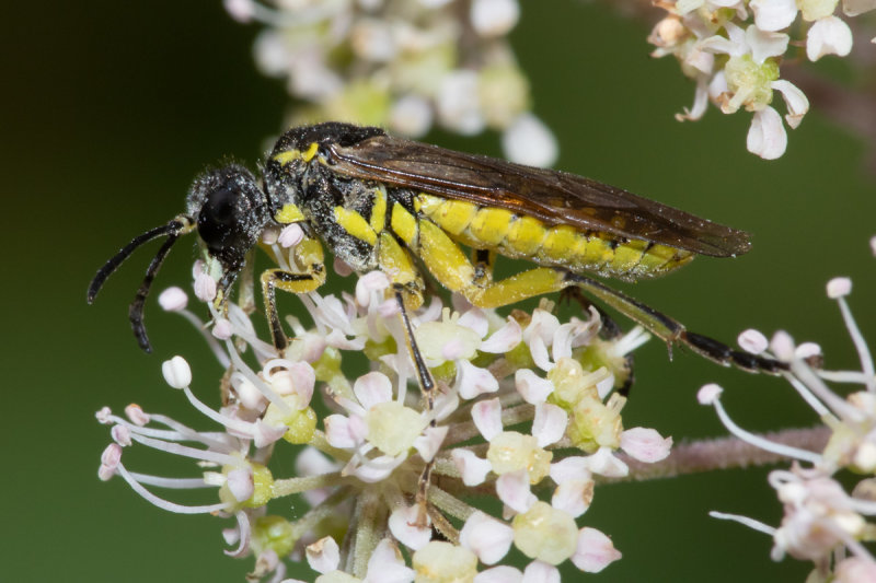 Sawfly - Tenthredo notha 08/09/19.jpg