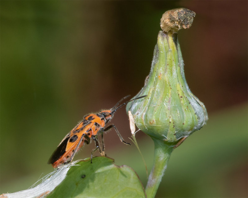 Corizus hyoscyami 23/08/19.jpg