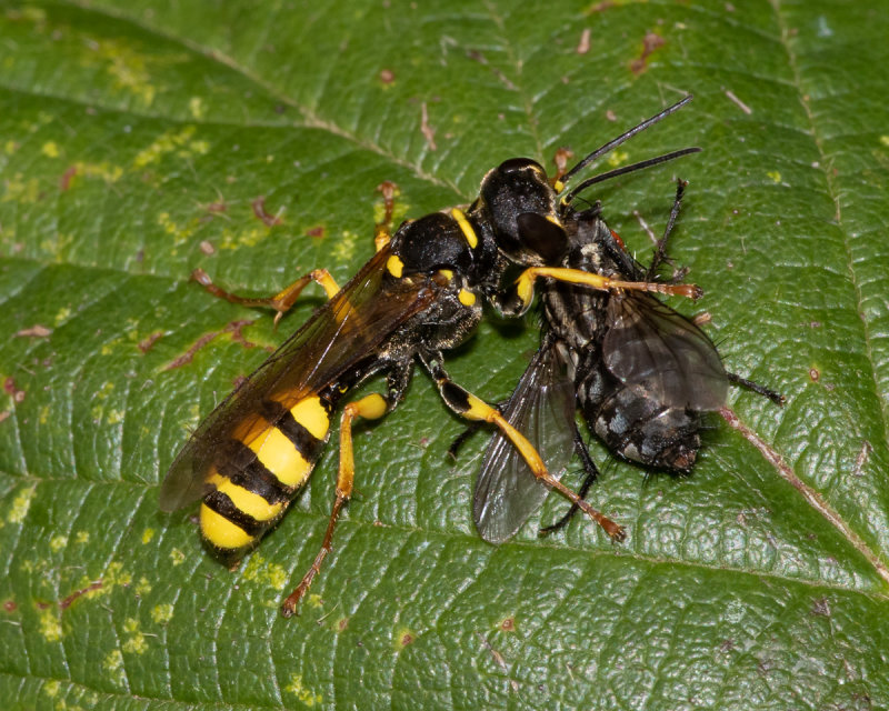 Digger Wasp possibly Mellinus arvensis with fly 08/09/19.jpg