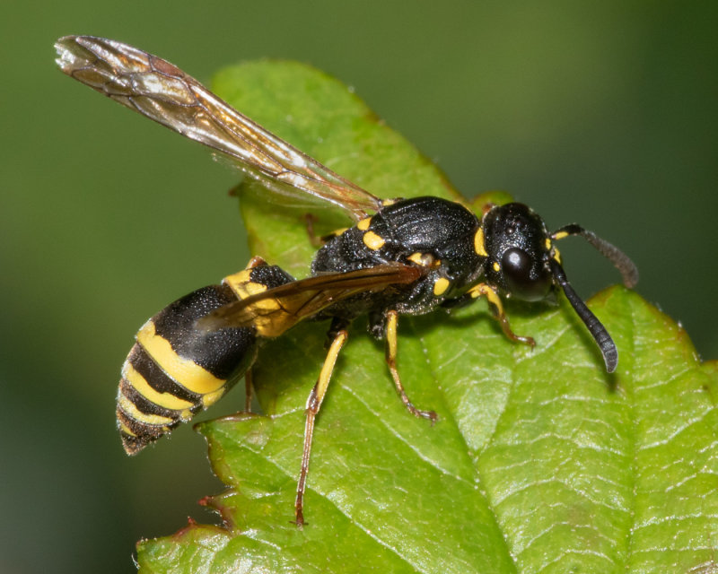 Mason Wasp - Symmorphus gracilis 22/08/19.jpg