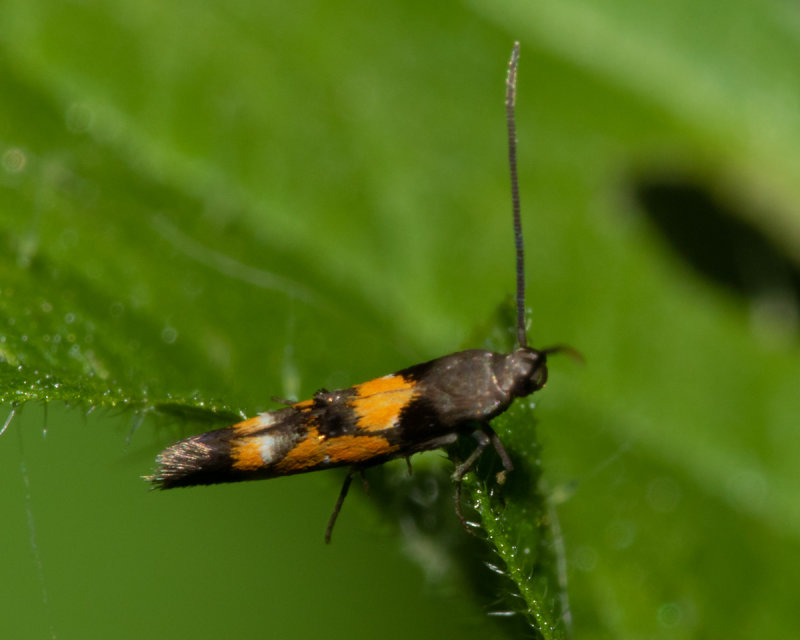 Moth - Mompha locupletella 08/09/19.jpg