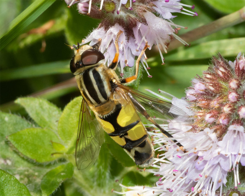 Helophilus trivittatus male 10/09/19.jpg