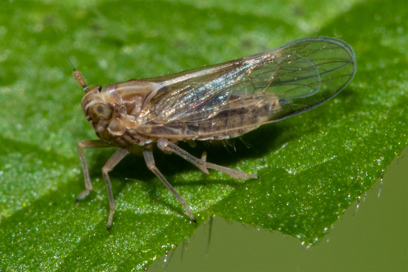 Plant-hopper - Muellerianella sp 08/09/19.jpg