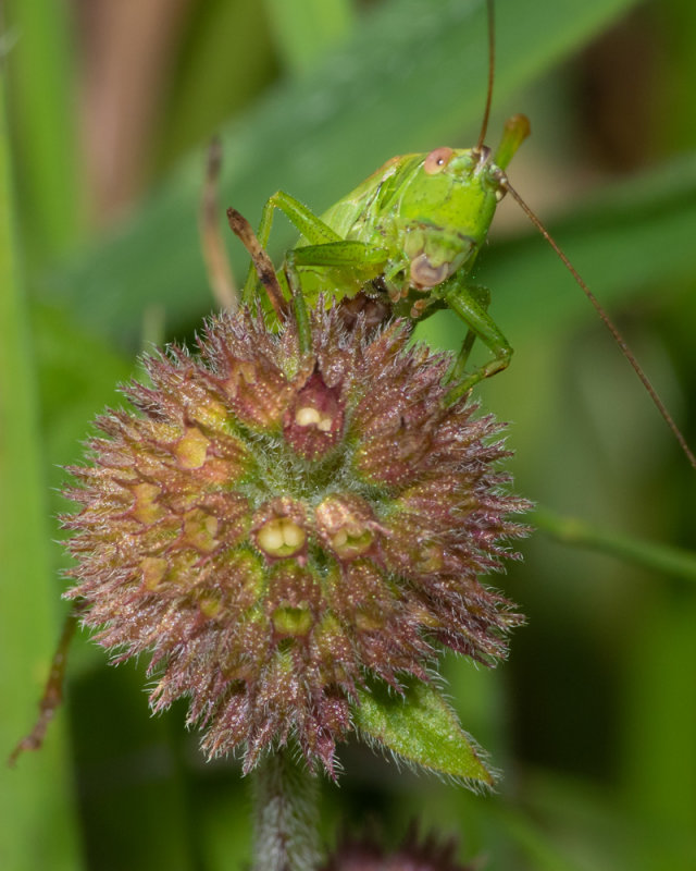 I am watching you - Long-winged Conehead 10/09/19.jpg