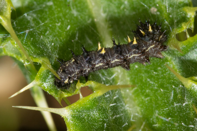 Painted Lady caterpillar 10/09/19.jpg